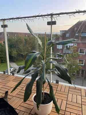 Cornstalk Dracaena plant photo by @TubularSedum named Bertram on Greg, the plant care app.