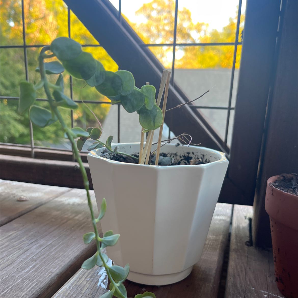 Potted Marnier's Kalanchoe with trailing stems and round leaves near a window.