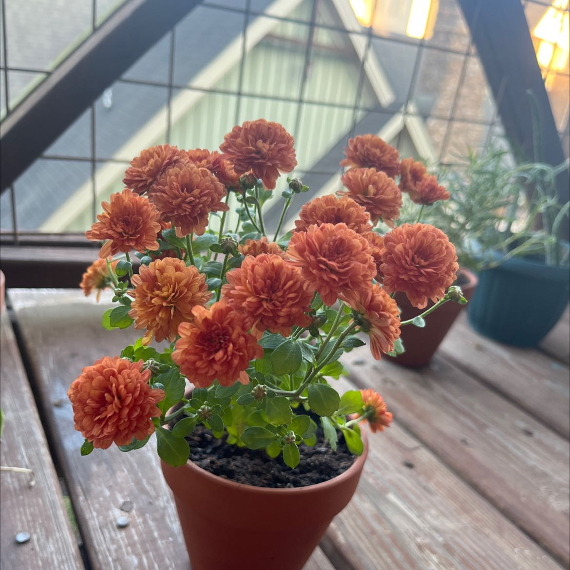Chrysanthemum plant with vibrant orange flowers in a pot, healthy and well-framed.