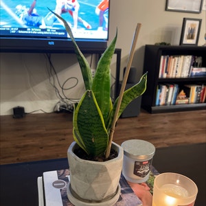 Snake Plant plant photo by @cmigbear named Gomez on Greg, the plant care app.