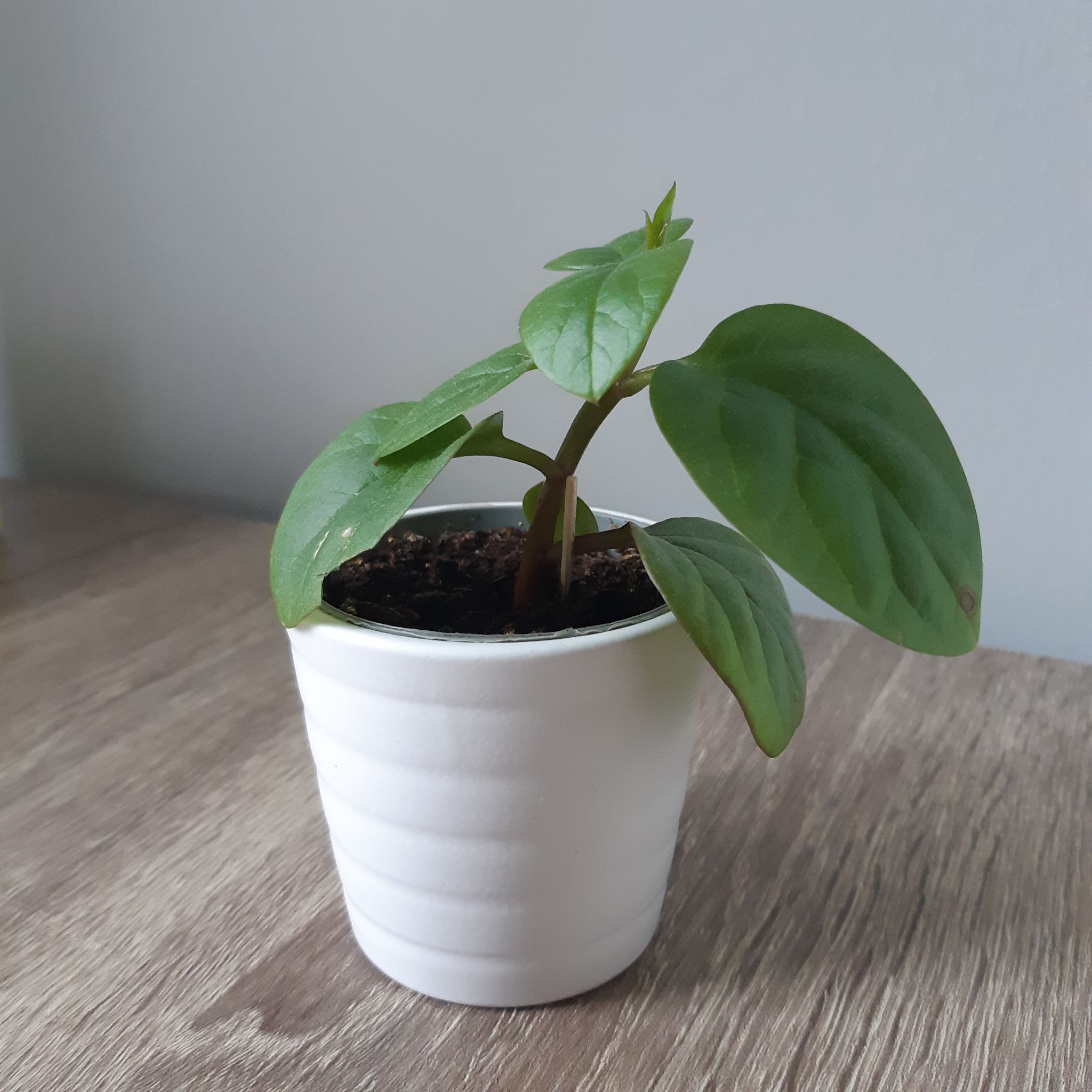 A healthy Malabar Spinach plant in a white pot with visible soil.