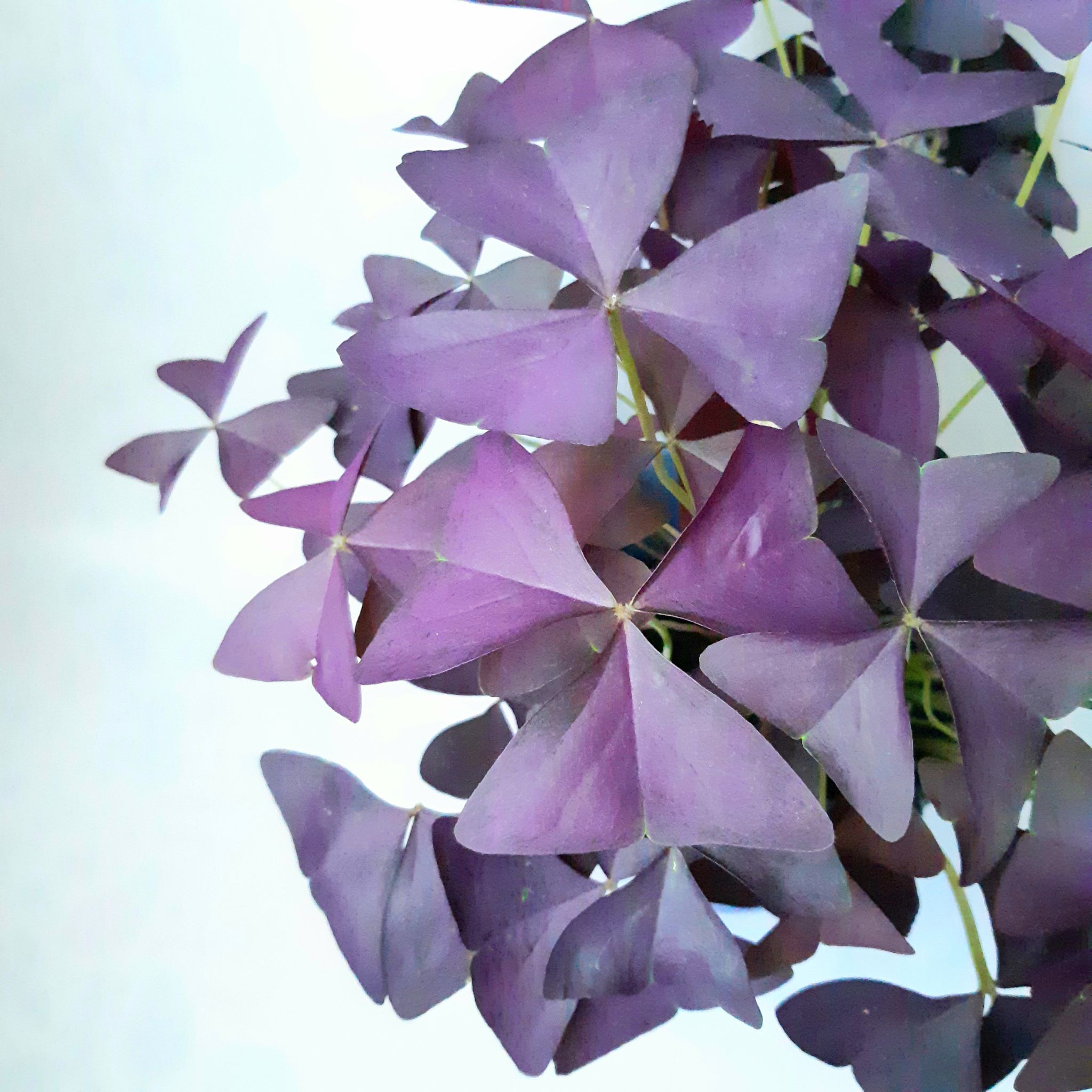 Photo of the plant species Purple Shamrocks by @angelique named Astrid on Greg, the plant care app