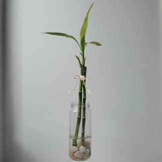 Lucky Bamboo plant in Stockholm, Stockholms län