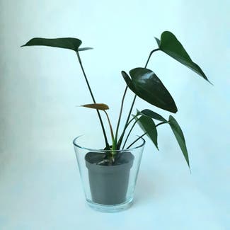 Black Anthurium plant in Stockholm, Stockholms län