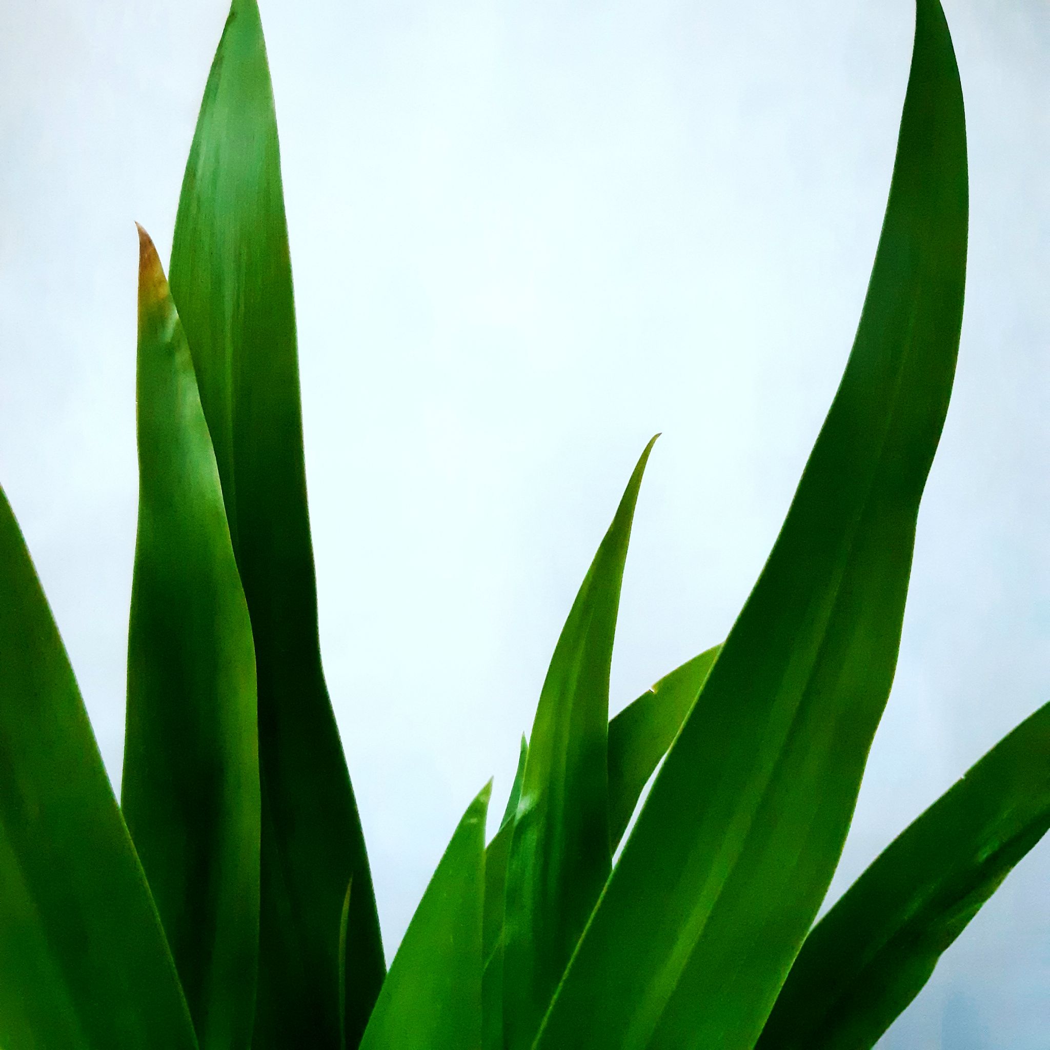 Photo of the plant species Blue Iris by @angelique named Nott on Greg, the plant care app