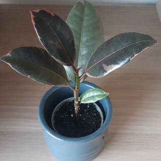 Ficus 'Ruby' plant in Stockholm, Stockholms län