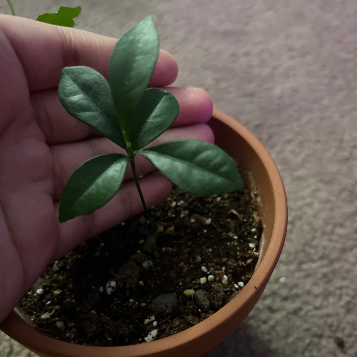 A small Oval kumquat plant in a terracotta pot, held by a hand.