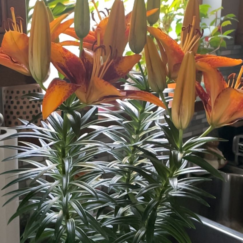 Healthy Orange Lily plant with vibrant orange flowers.