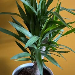 Blue-Stem Yucca plant
