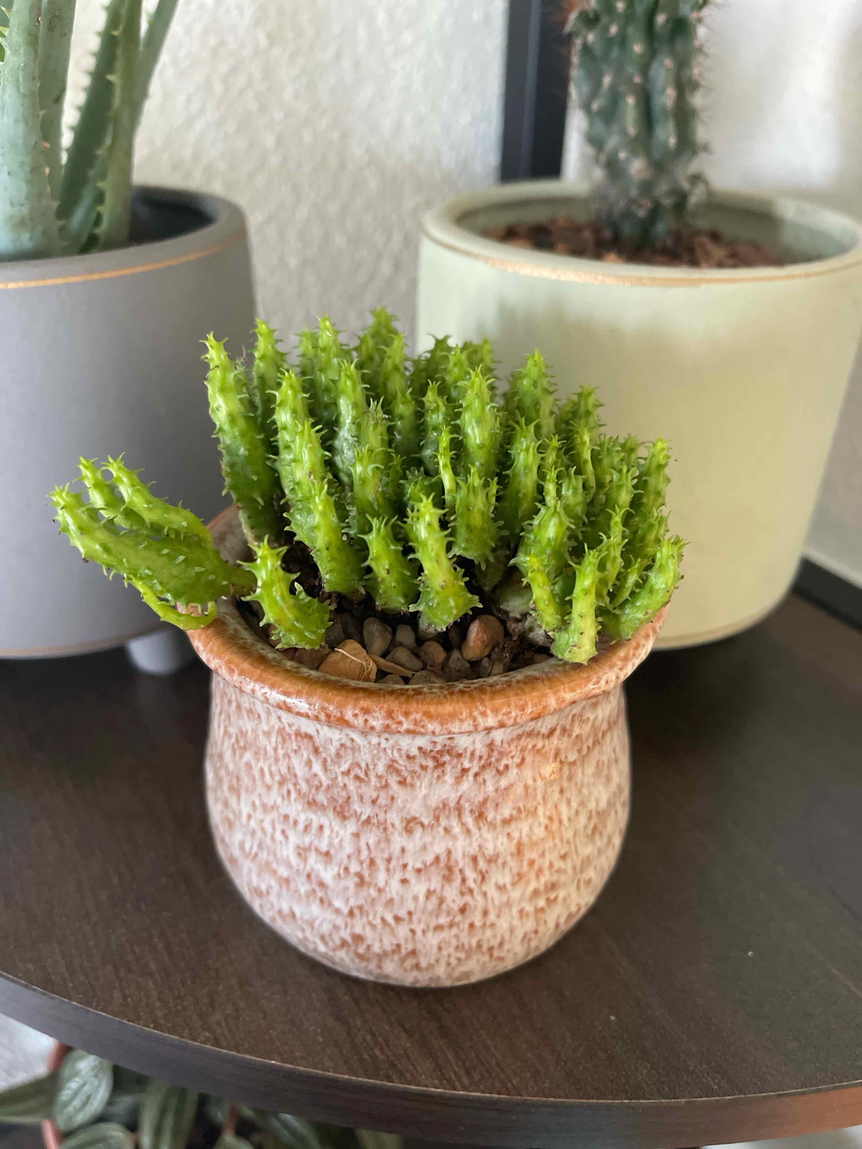 Potted Medusa's Head (Euphorbia flanaganii) with green, spiky stems, surrounded by other potted plants.