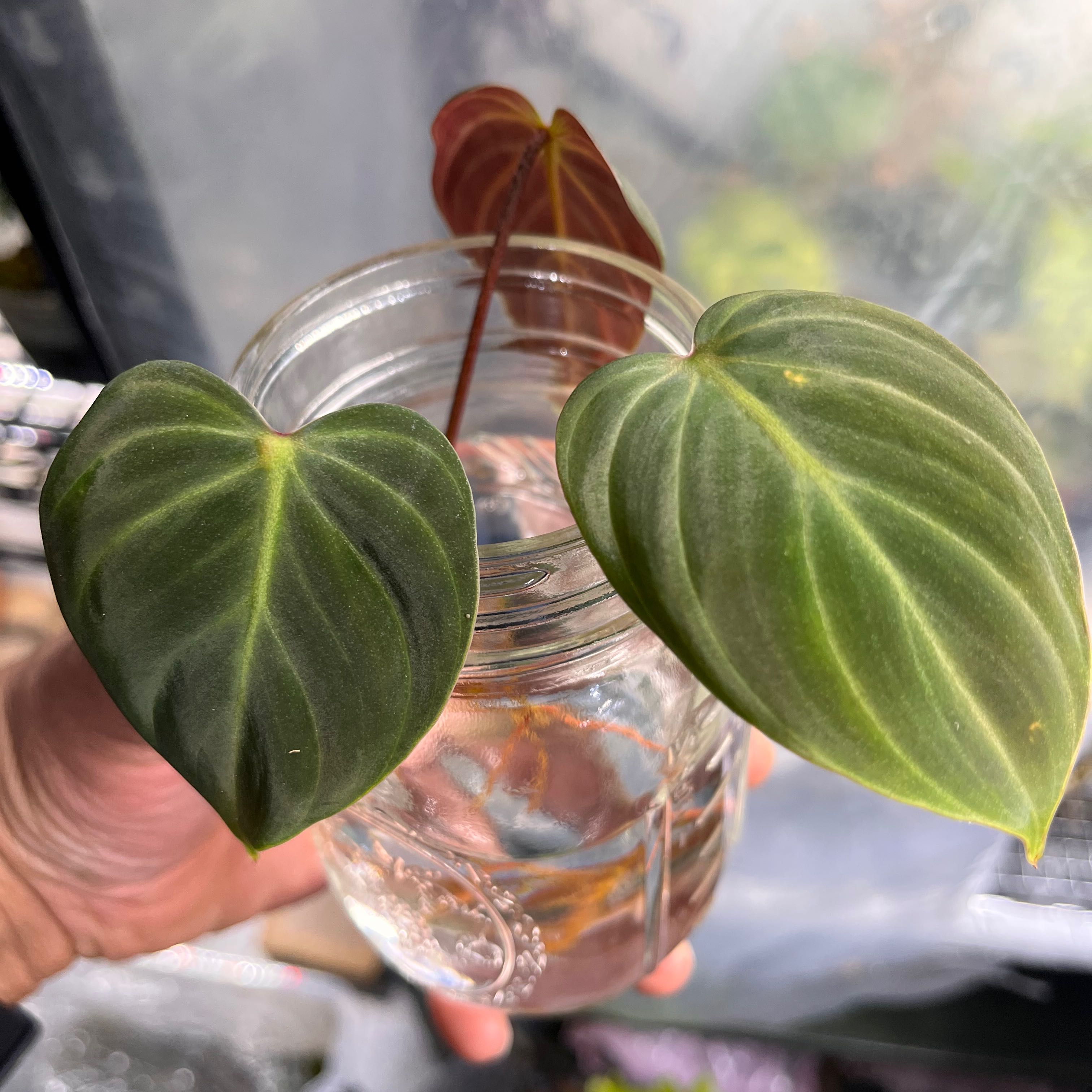 Philodendron El Choco Red plant in a glass jar with water, showing healthy green leaves and red undersides.