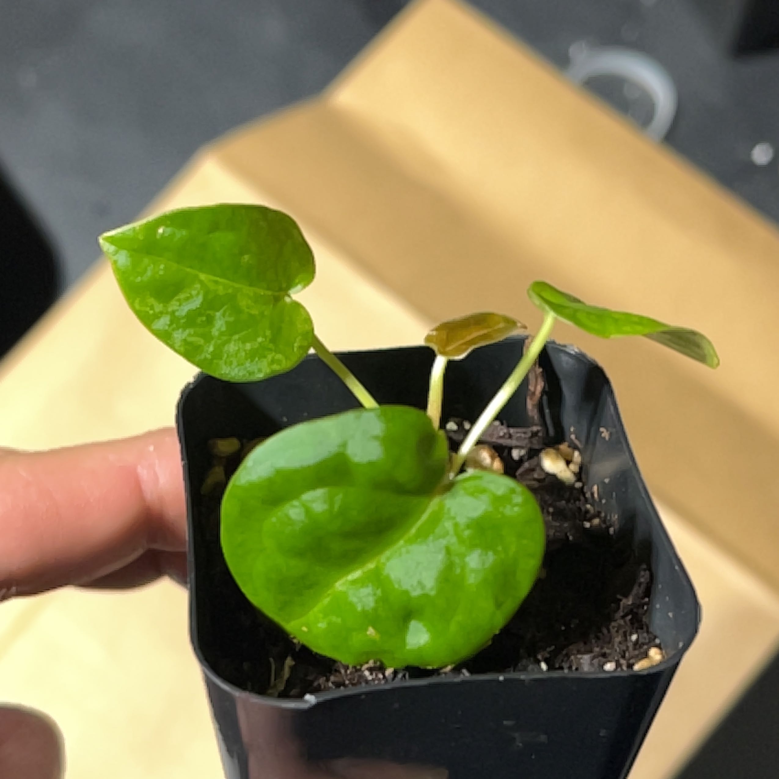 Anthurium forgetii plant in a black pot with healthy green leaves and visible soil.