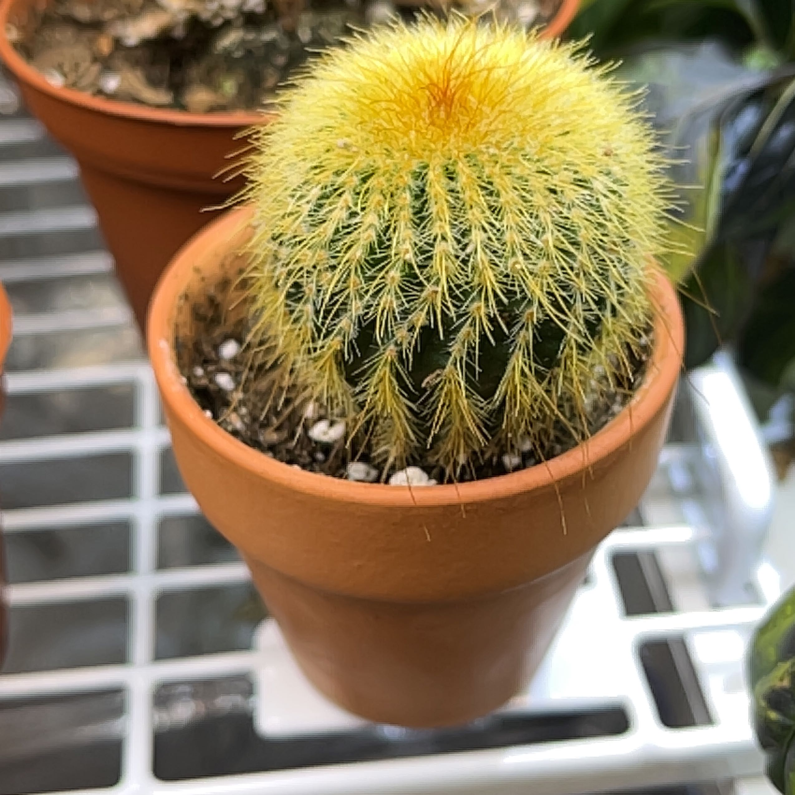 Comb Hedgehog Cactus in a terracotta pot with visible soil and vibrant yellow spines.