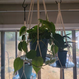 Heartleaf Philodendron plant in Vancouver, Washington