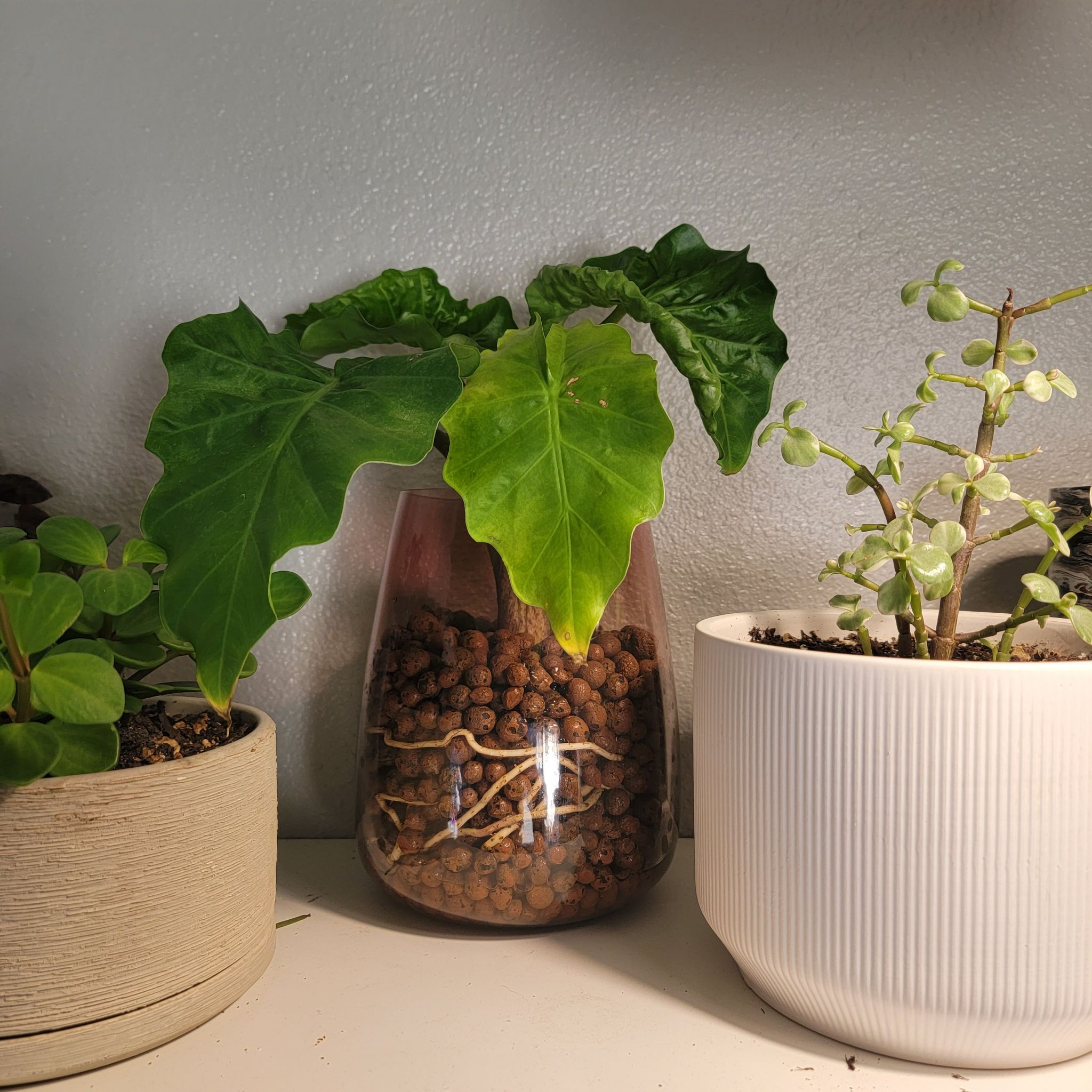 Alocasia 'Low Rider' plant in a glass container with LECA, showing some yellowing leaves. Other plants in the background.