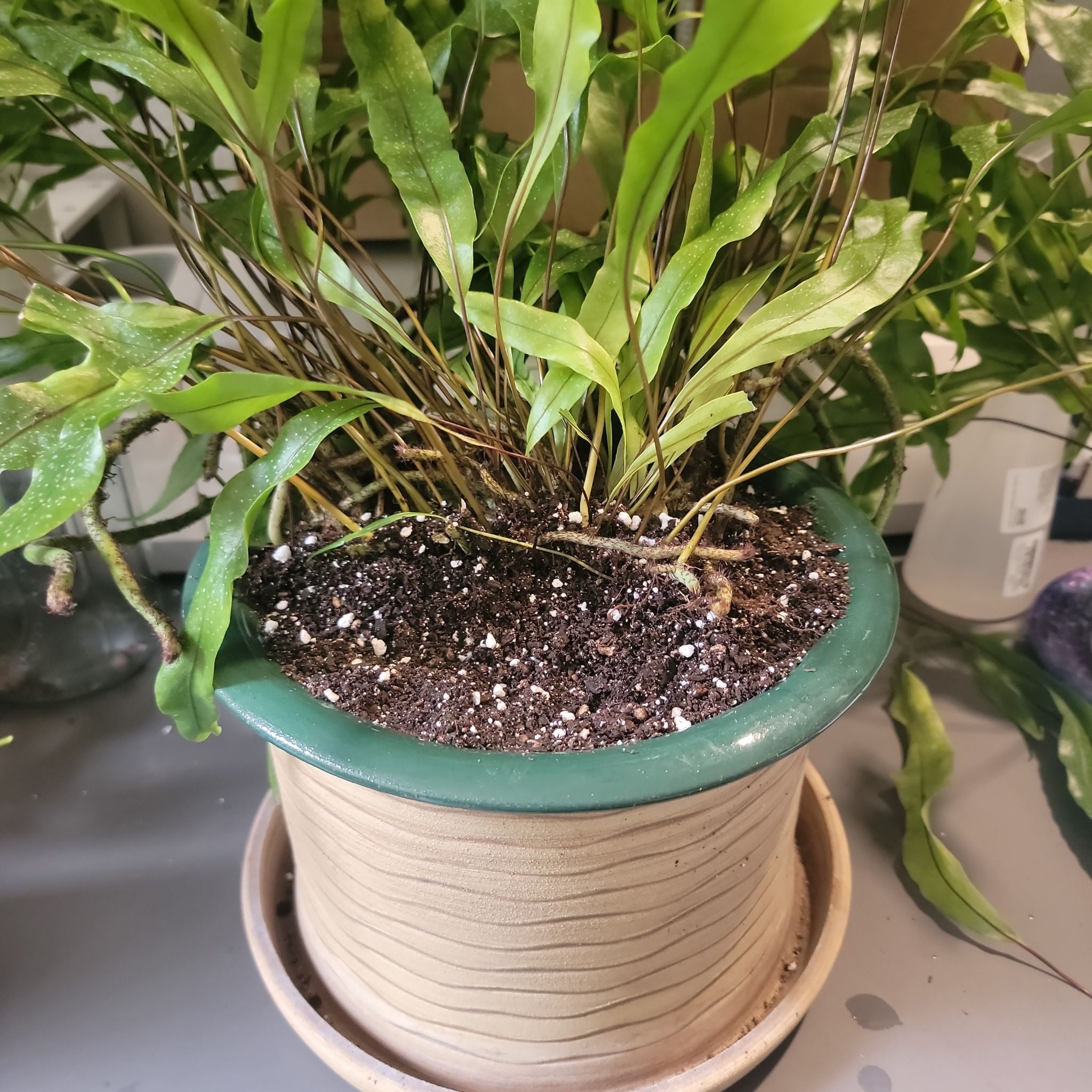 Best Soil Potting Mix for Kangaroo Paw 🦘