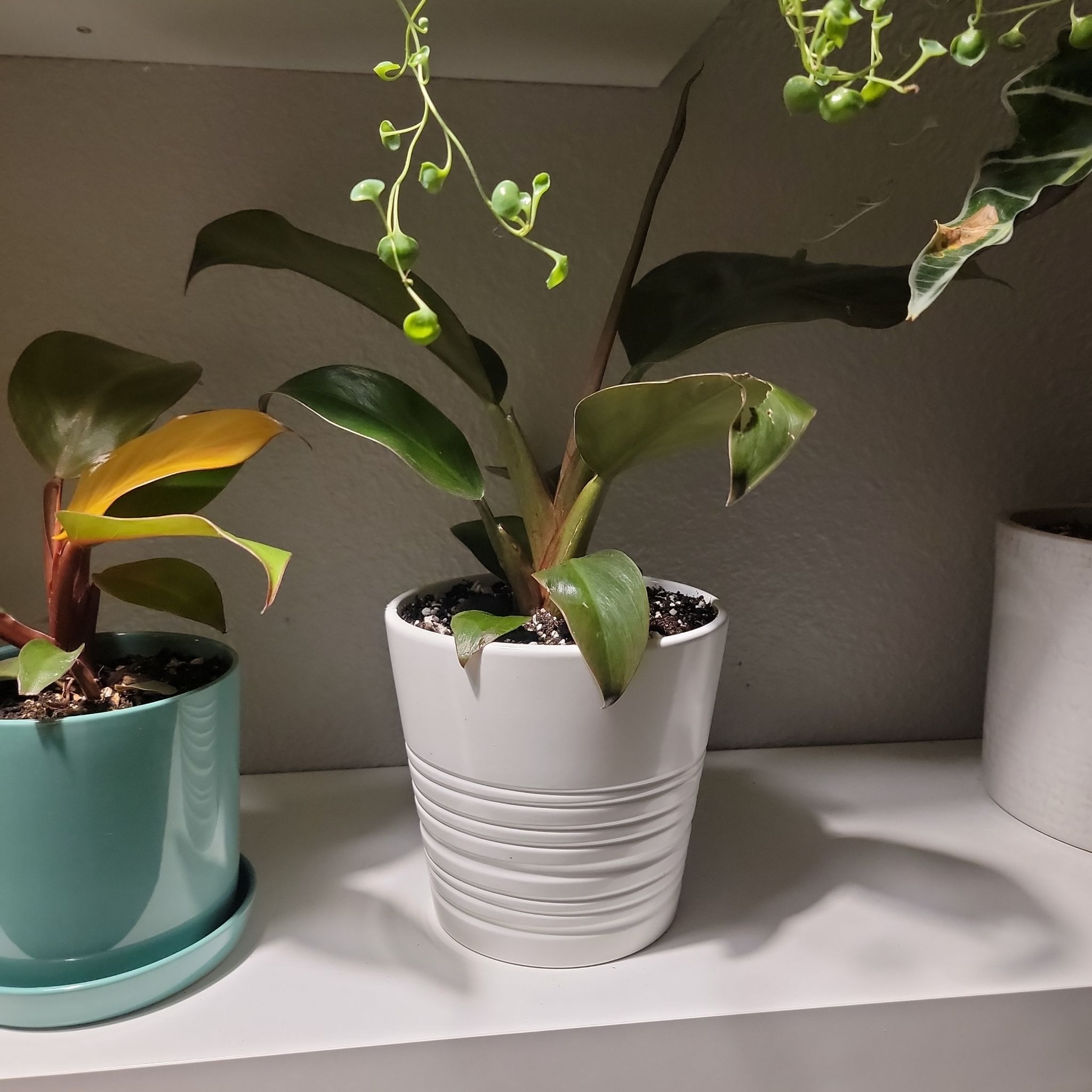 Philodendron 'Imperial Red' plant in a white pot with some yellowing and browning leaves.