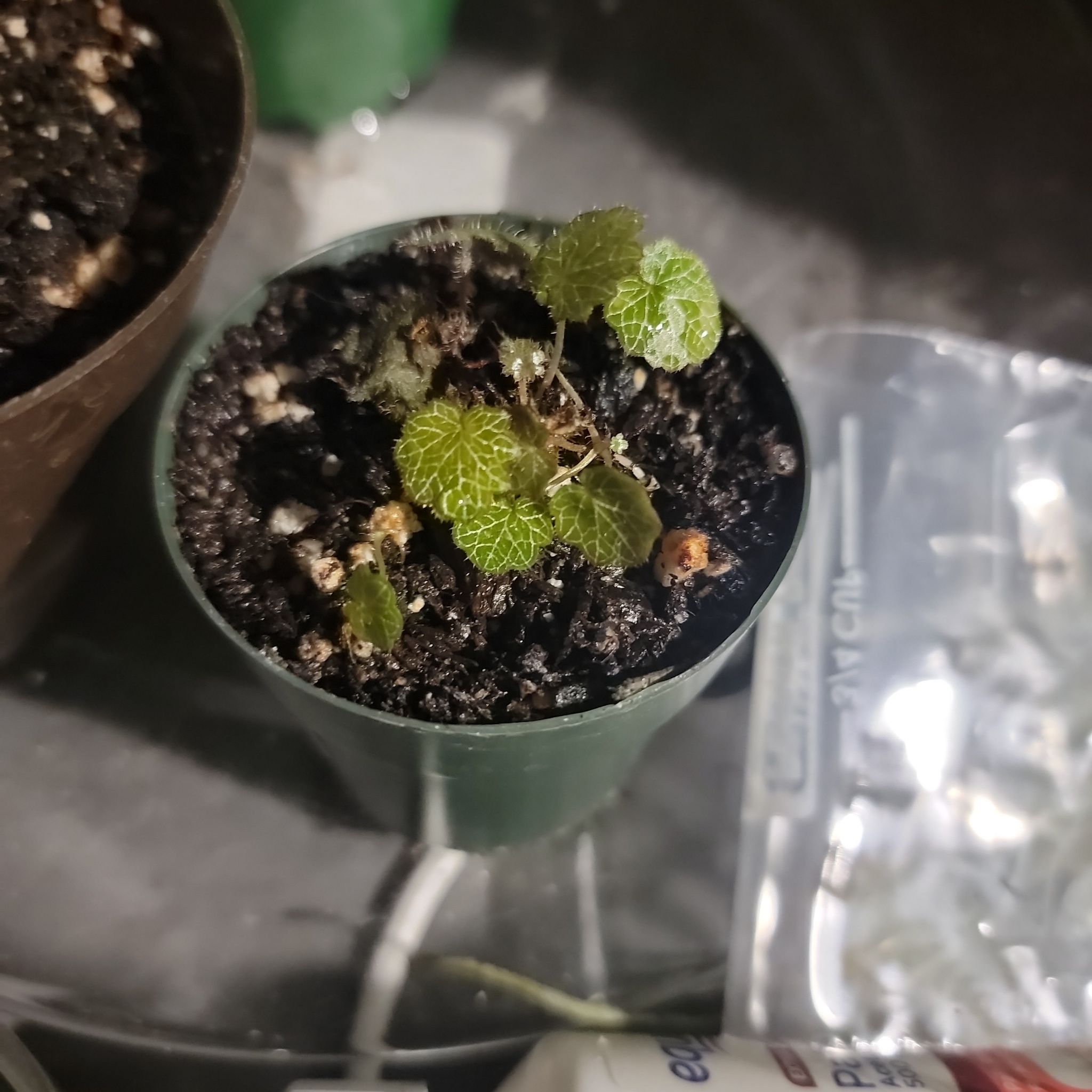 Little leaf