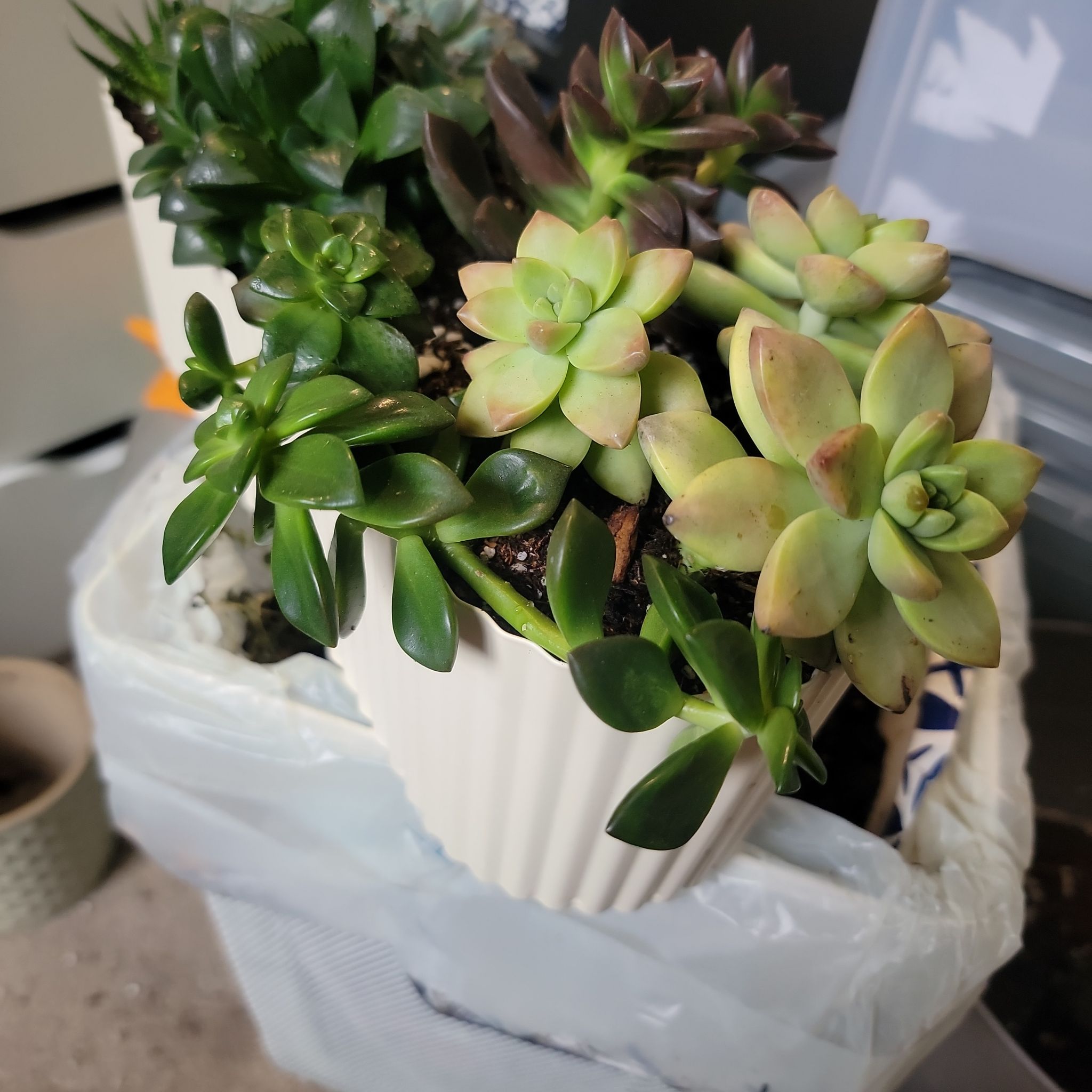 Potted Sedeveria 'Sorrento™' succulent with slight yellowing and browning leaves.