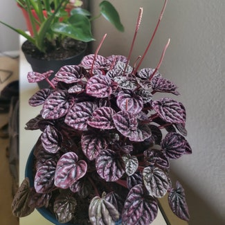 Red Luna Peperomia plant in Vancouver, Washington