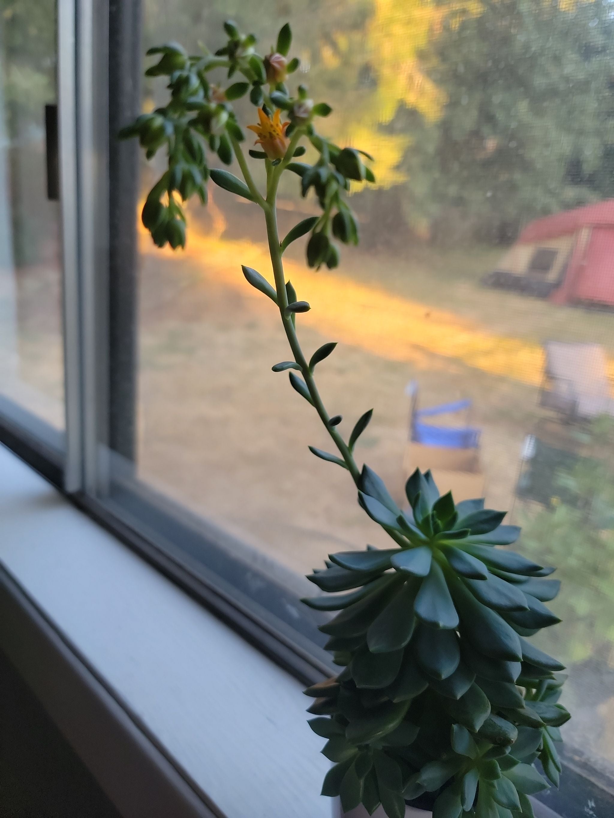 Why You Shouldn’t Eat Sedeveria 'Dark Elf' 🚫