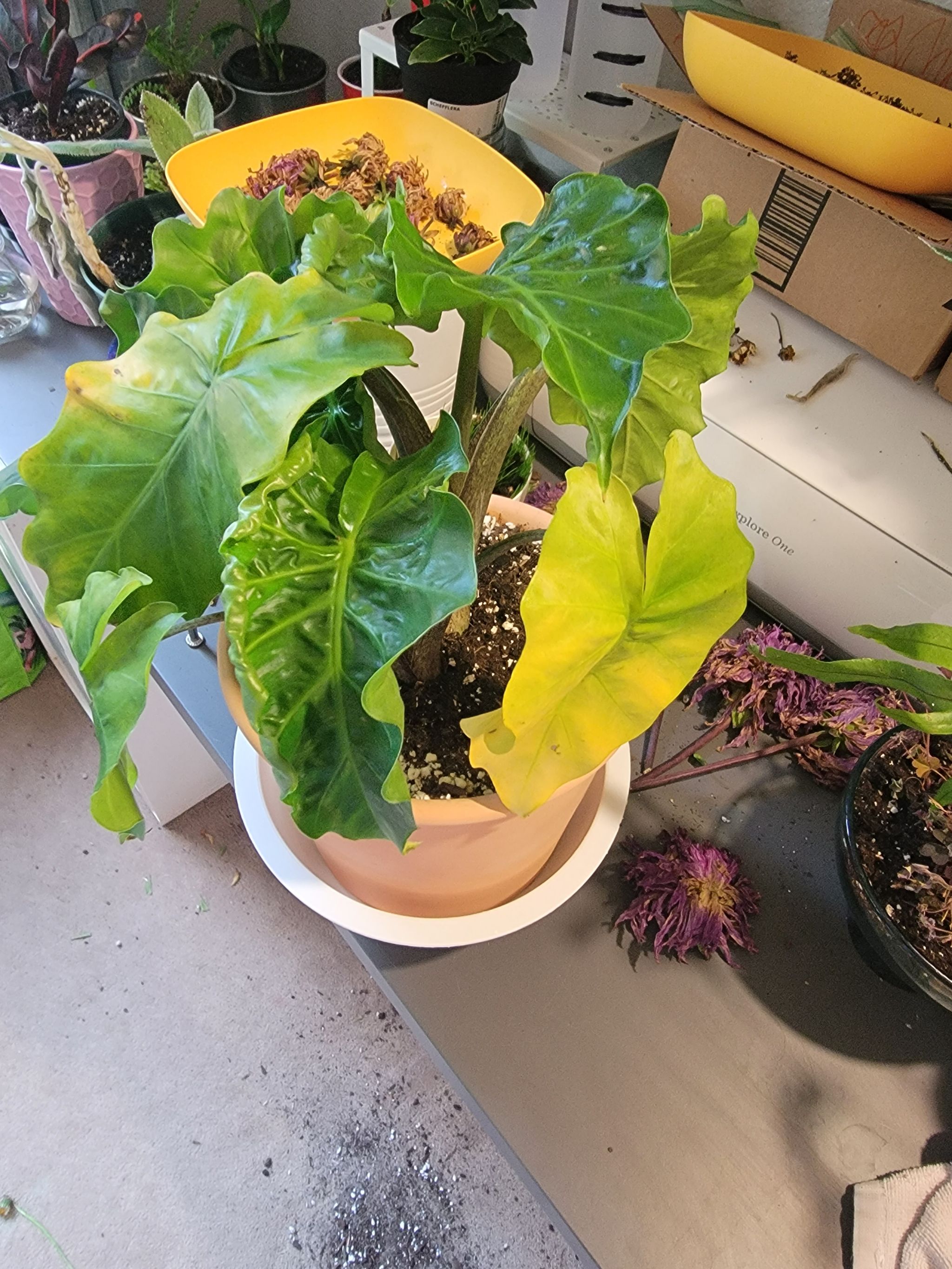 Photo from the post