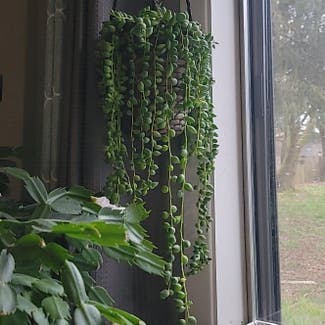String of Raindrops plant in Vancouver, Washington
