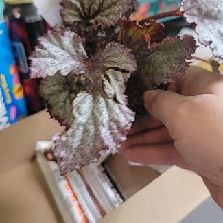 Painted-leaf Begonia plant in Vancouver, Washington