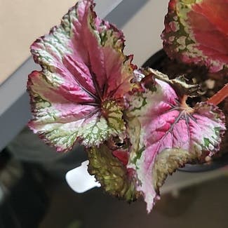 Rex Begonia plant in Vancouver, Washington