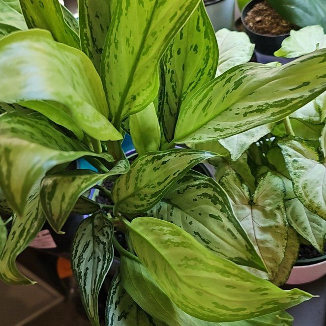 Photo of the plant species Chinese Evergreen by @Momster named 1 on Greg, the plant care app