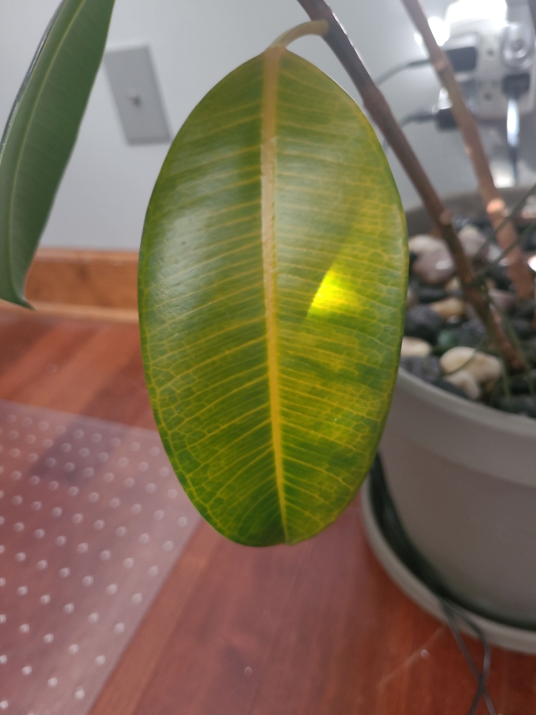 Why is my rubber plant turning yellow?