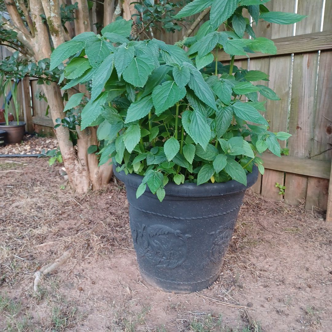 Healthy Panicle Hydrangea plant in a large black pot with lush green leaves.