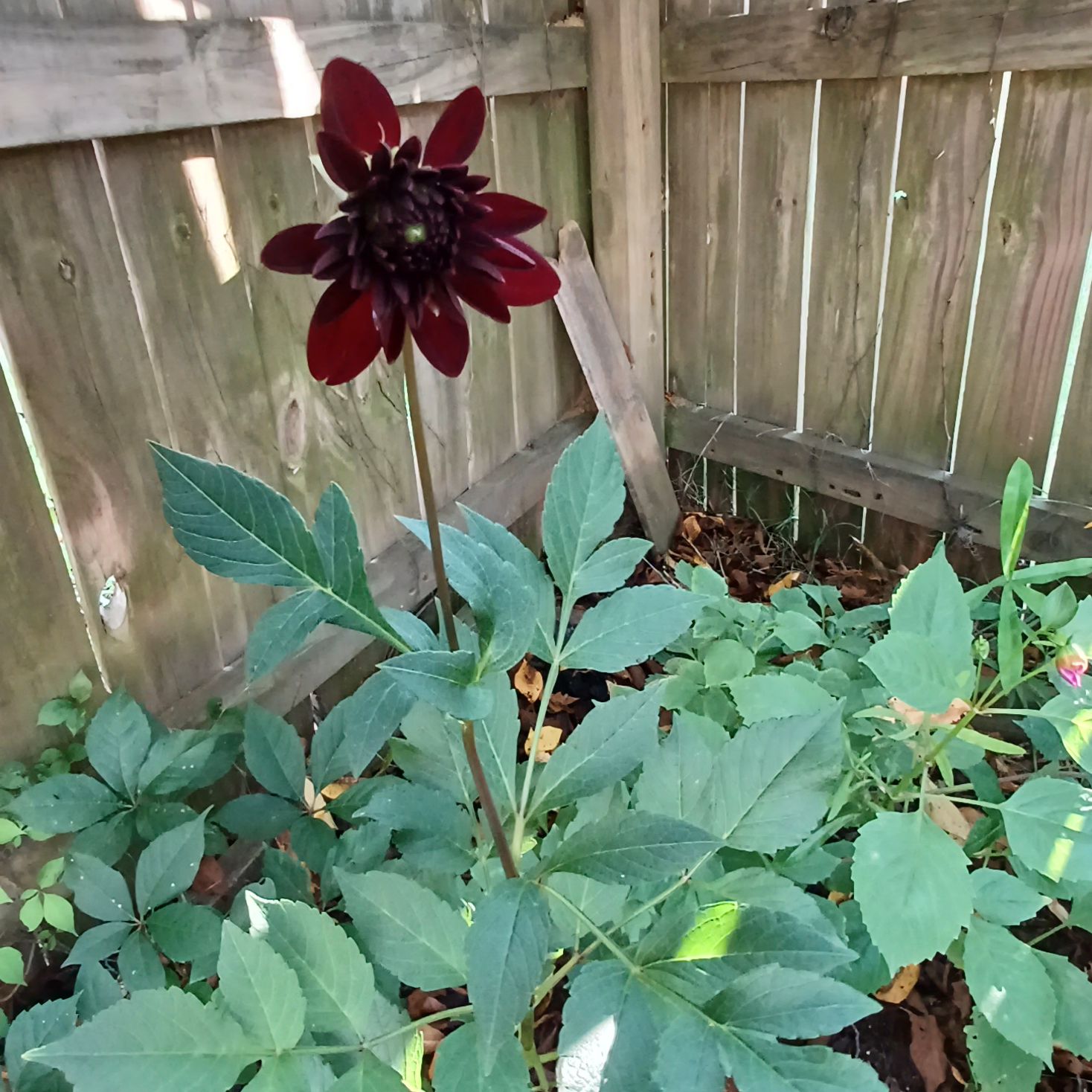 Garden Dahlia plant with a dark red flower in a garden setting.