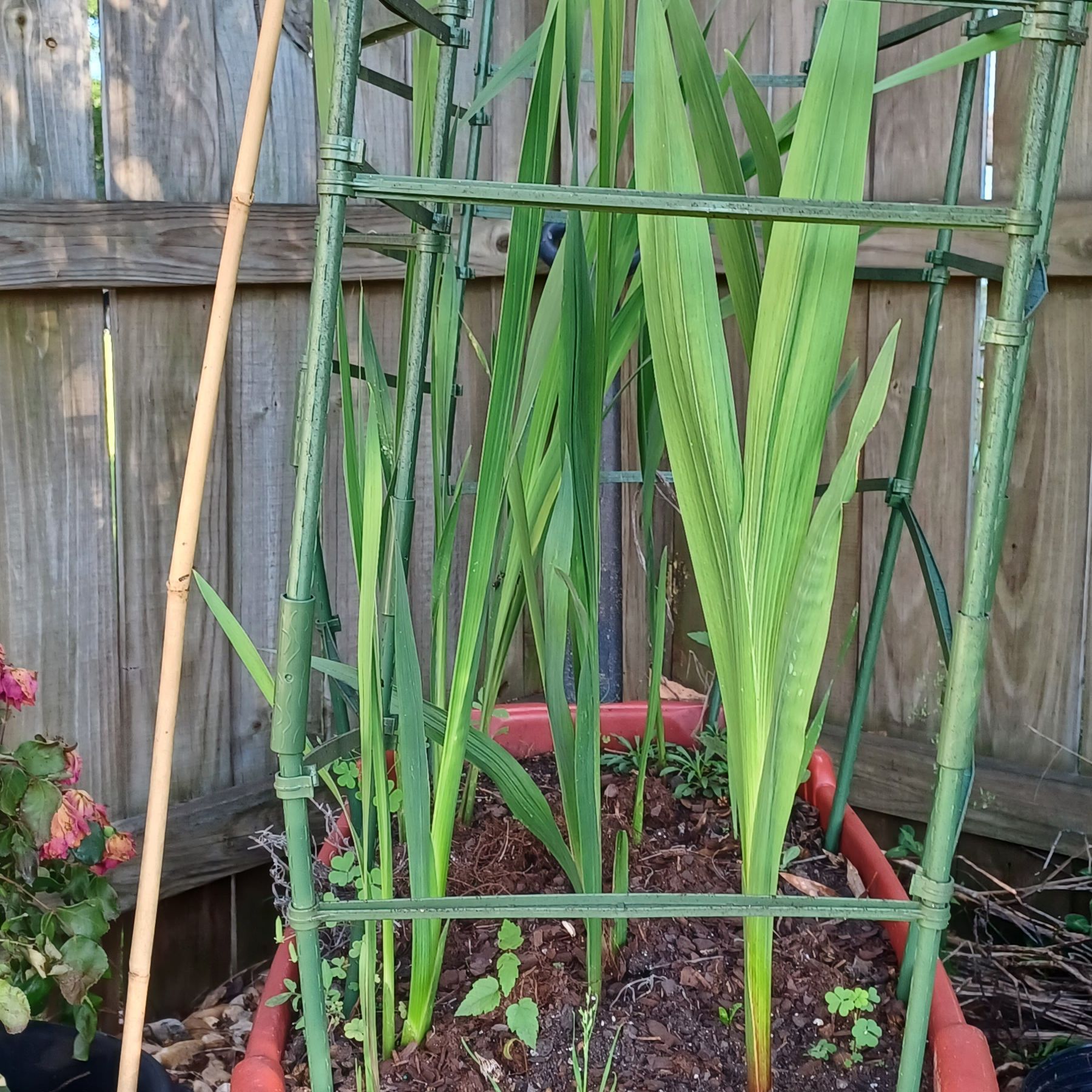Gladiolus plant in a rectangular planter with a support structure, healthy green leaves.