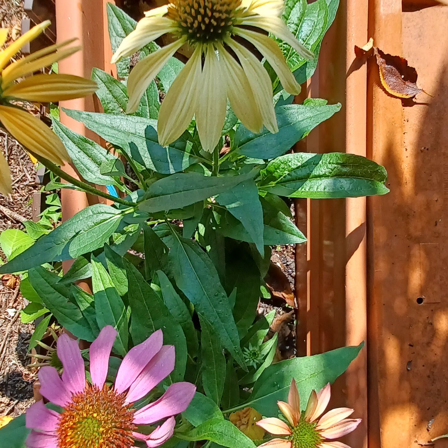 Purple Coneflower plant with multiple flowers in different stages of bloom.