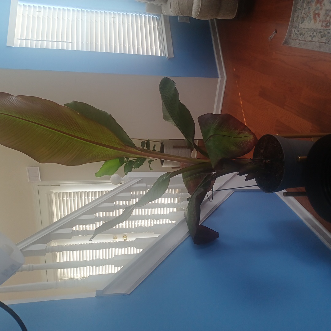 Indoor potted Abyssinian Banana plant with large green leaves and slight browning on edges.