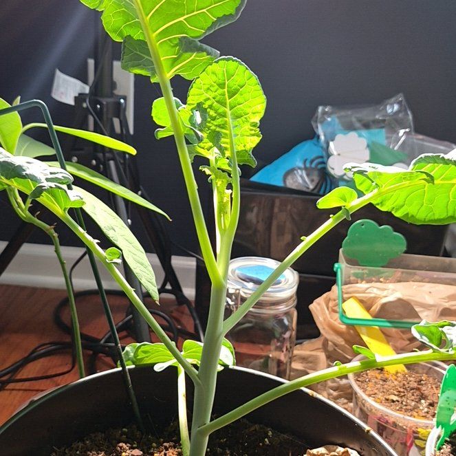 Photo of the plant species Broccoli by @TetaNuri named Winston on Greg, the plant care app