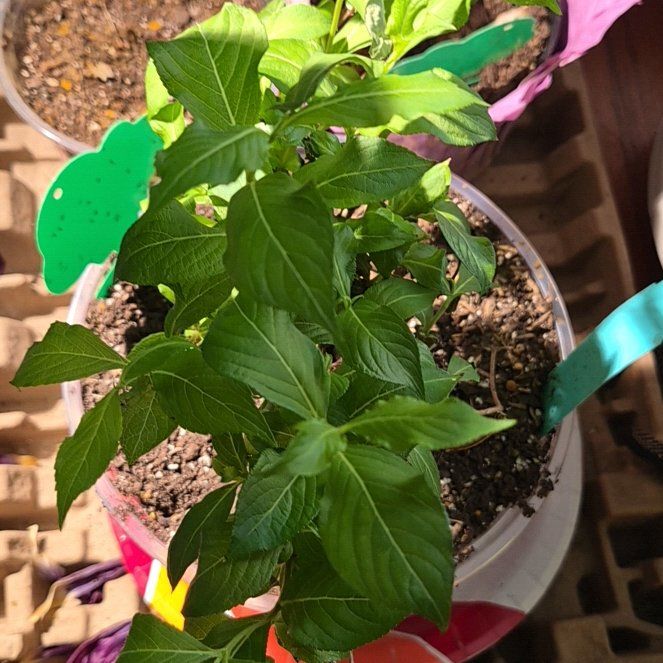 Photo of the plant species Sonic Bloom Weigela by @TetaNuri named Emerson on Greg, the plant care app