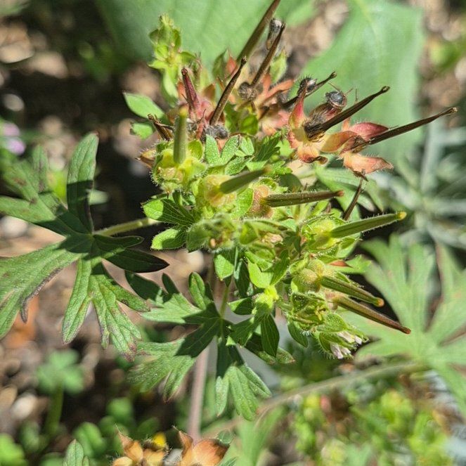 Photo of the plant species Carolina Crane's-Bill by @TetaNuri named Athena on Greg, the plant care app