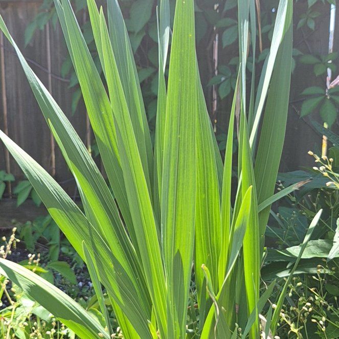 Photo of the plant species Yellow Iris by @TetaNuri named Sonora on Greg, the plant care app