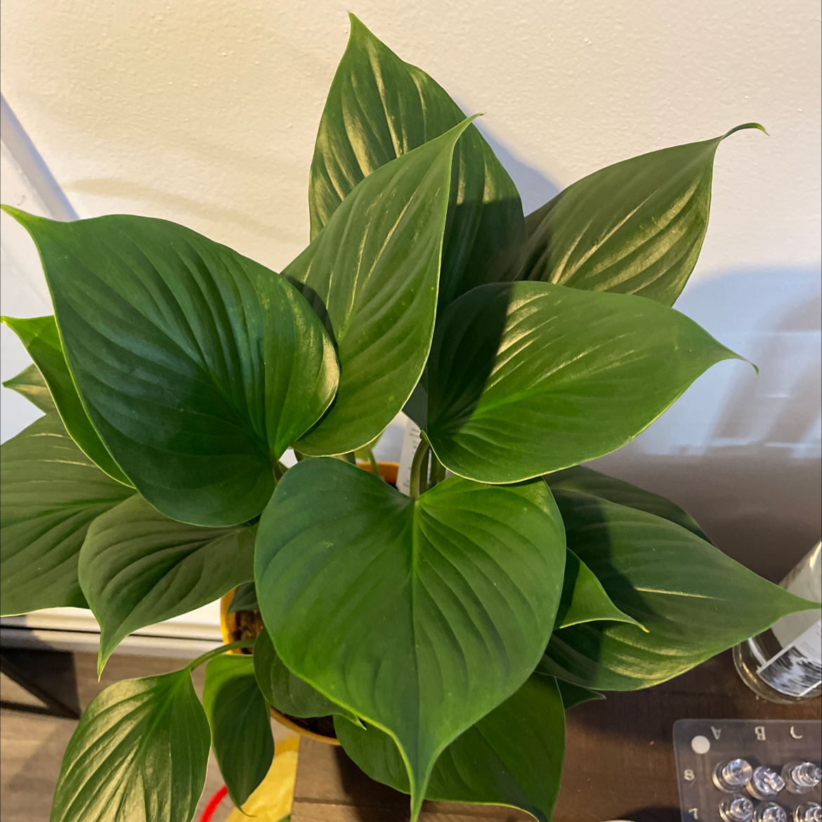 Healthy Homalomena 'Emerald Gem' plant with vibrant green leaves, well-framed and centered.