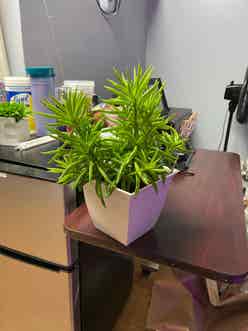 Pincushion Peperomia plant