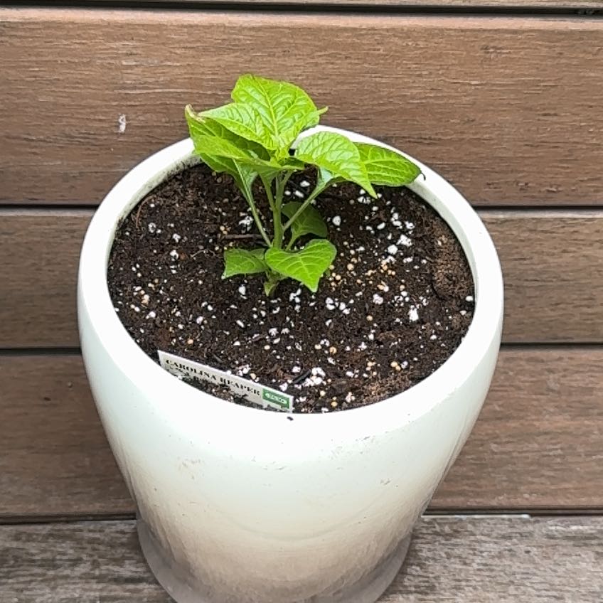 Photo of the plant species Carolina Reaper by @sherkling named Mollie on Greg, the plant care app