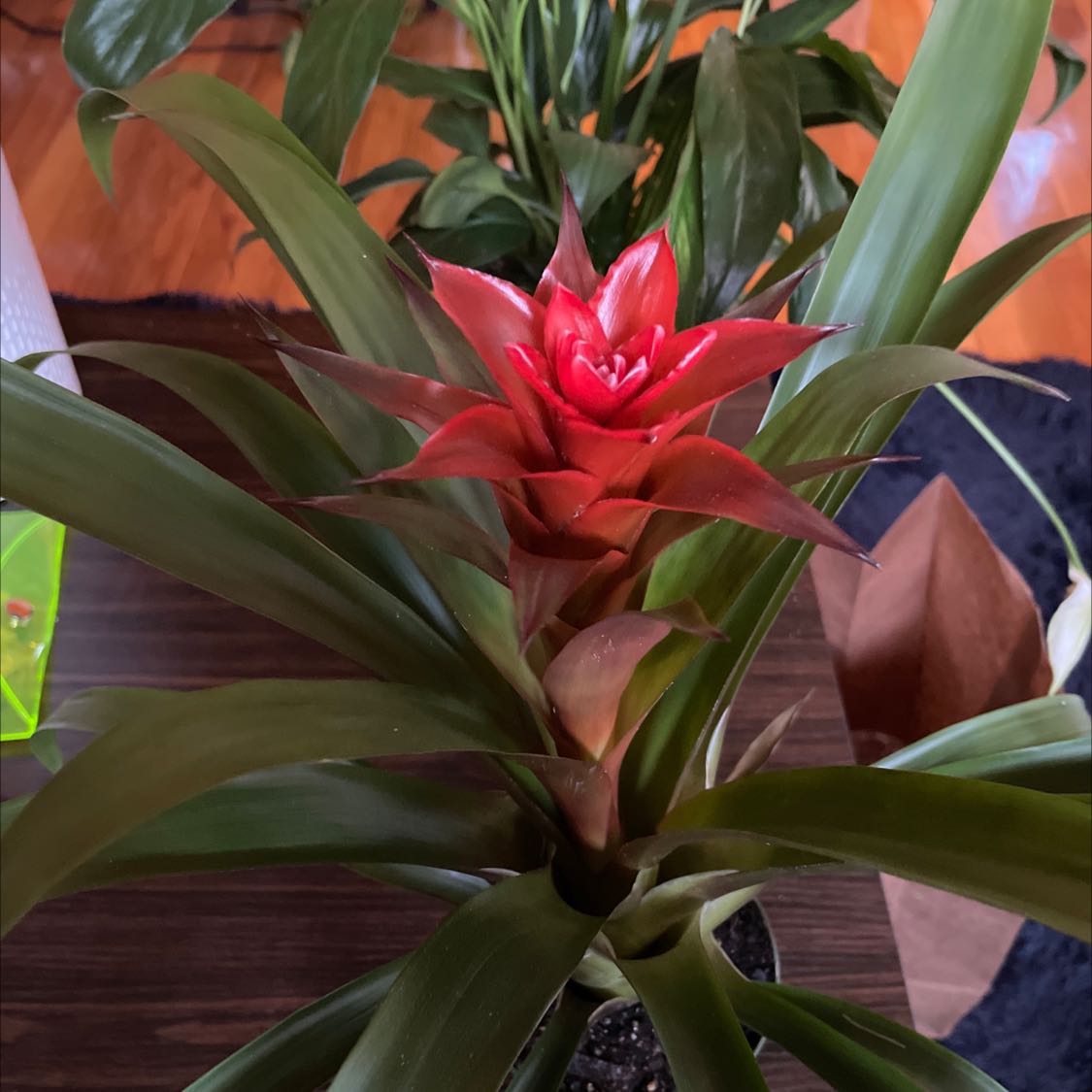 Vibrant bromeliad with arching green leaves and a bright red flower bract revealing small purple flowers, held by a human hand.