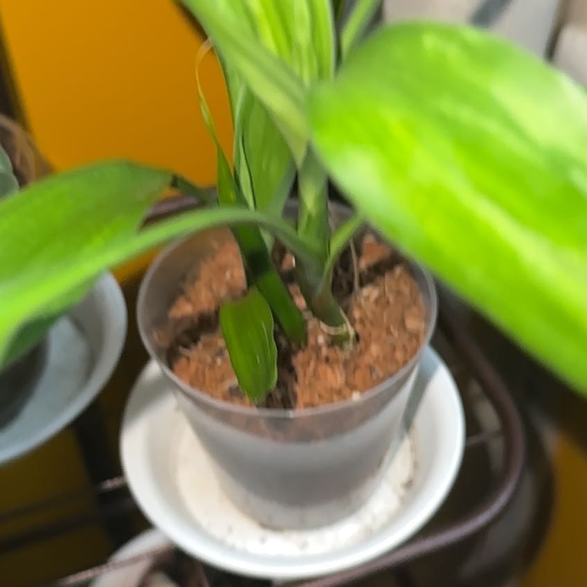 Photo of the plant species Witch-Grass by @greengoddess named Salem on Greg, the plant care app