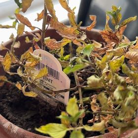 Photo of the plant species Thai Basil by @greengoddess named Beyonce on Greg, the plant care app