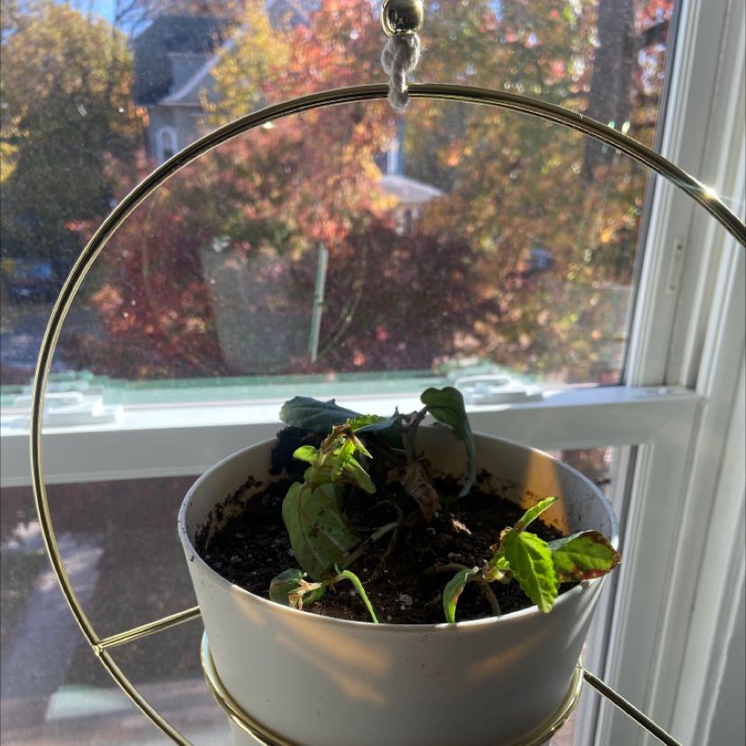 Photo of the plant species Trailing begonia by @Essatay named Pelly on Greg, the plant care app