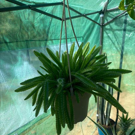 Photo of the plant species dragon fruit cactus by Bcal20 named Dragon on Greg, the plant care app