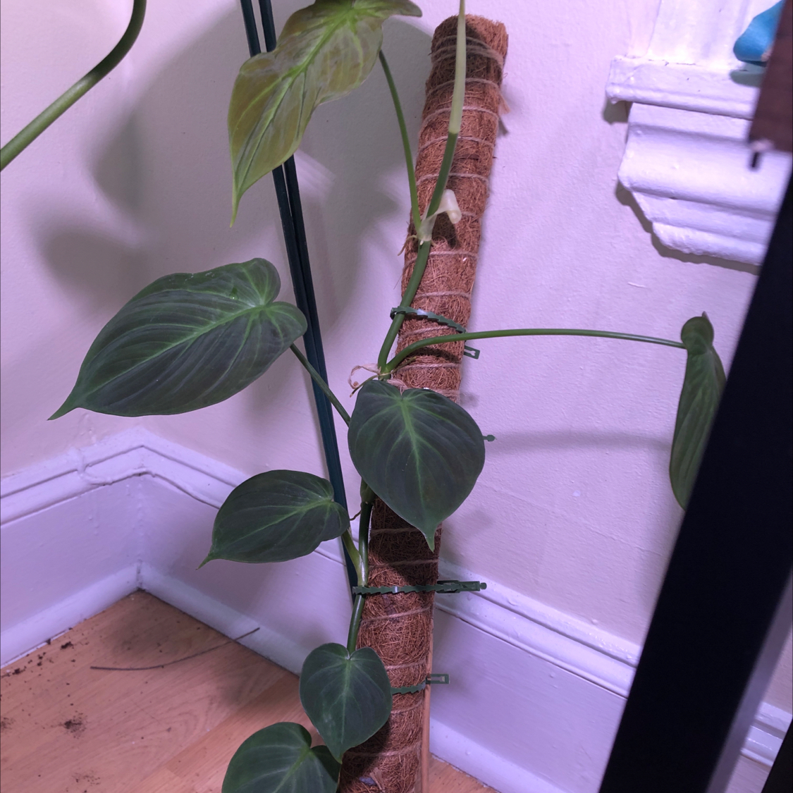 Camposportoanum Velvet Shield plant climbing a support pole with healthy leaves.