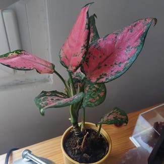 Aglaonema 'Pink Splash' plant in Veszprém, Veszprém